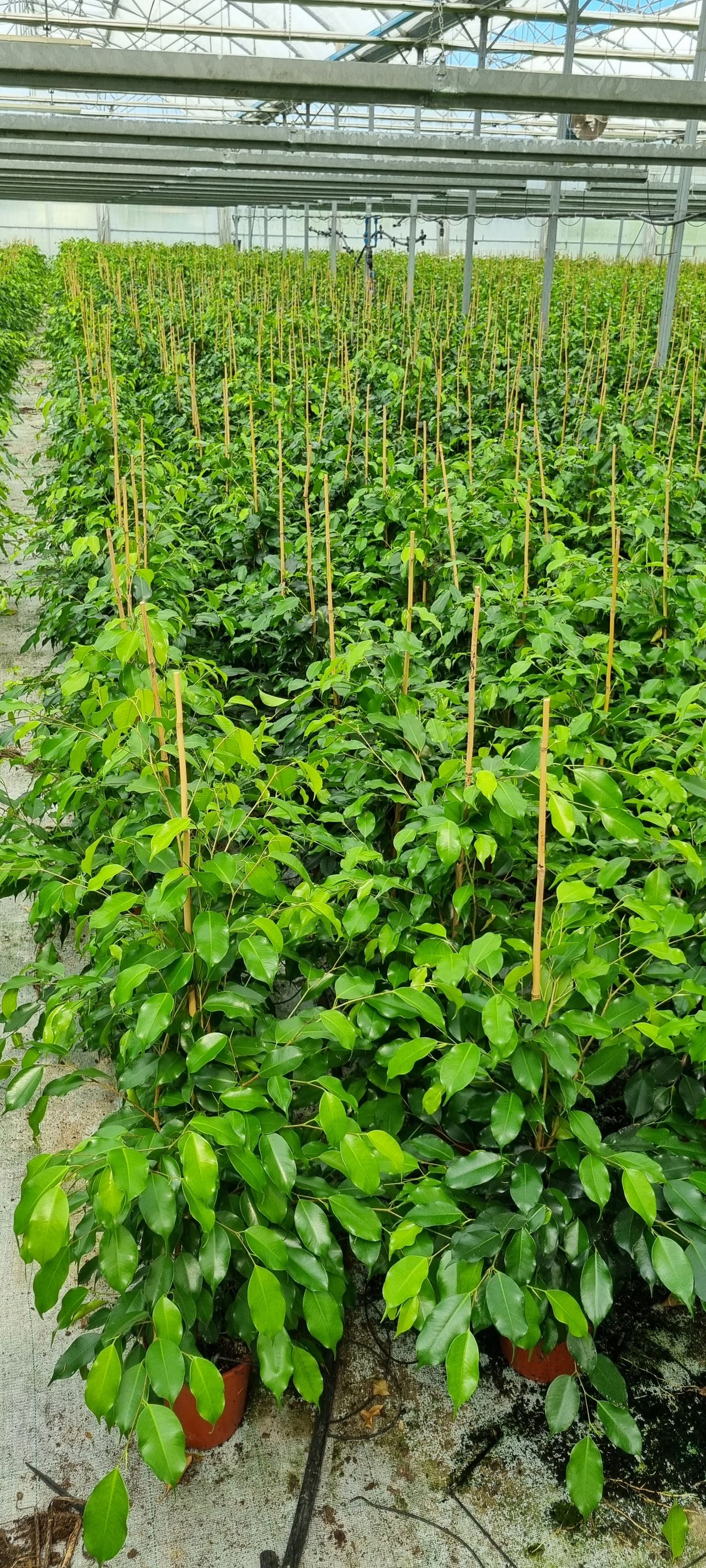 Ficus benjamina, fotografia 1