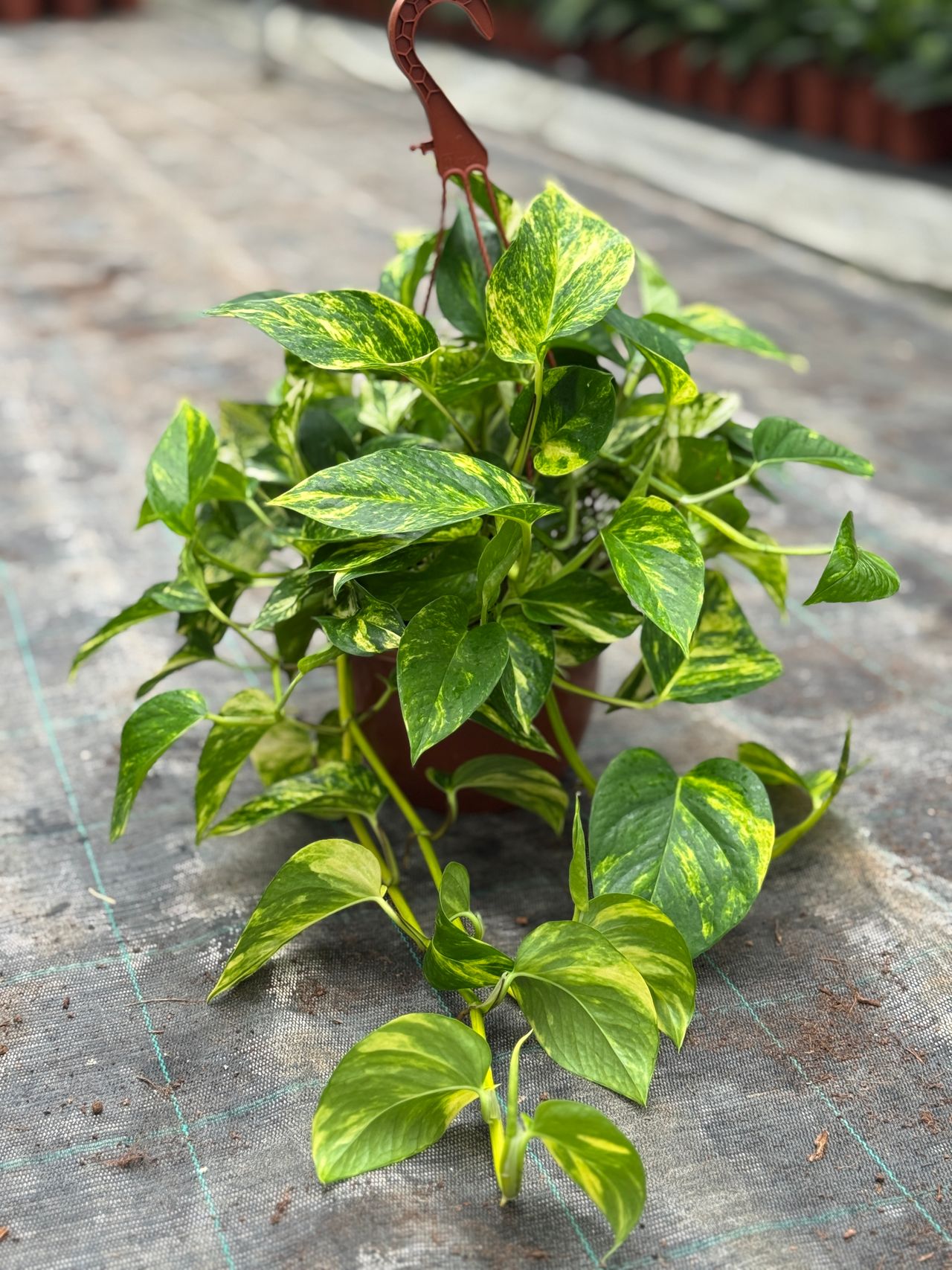 Epipremnum aureum, foto 1