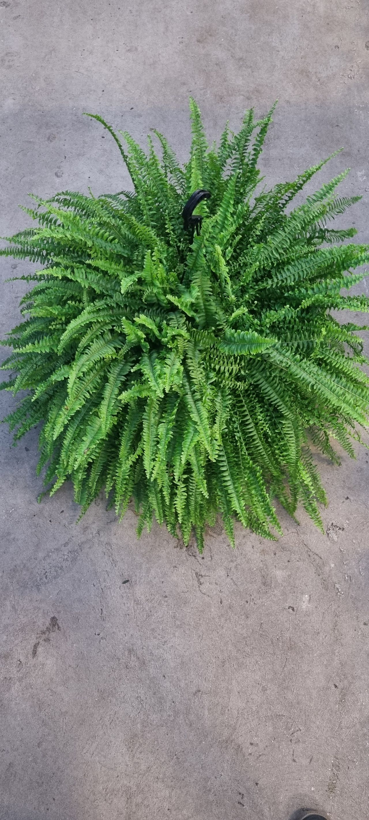 Nephrolepis exaltata, photo 1