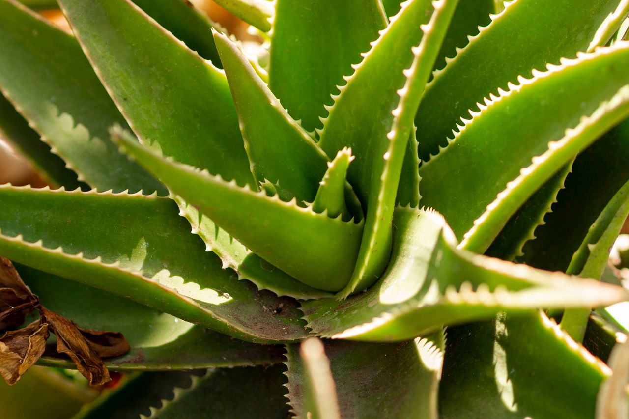 Aloe vera, foto 1