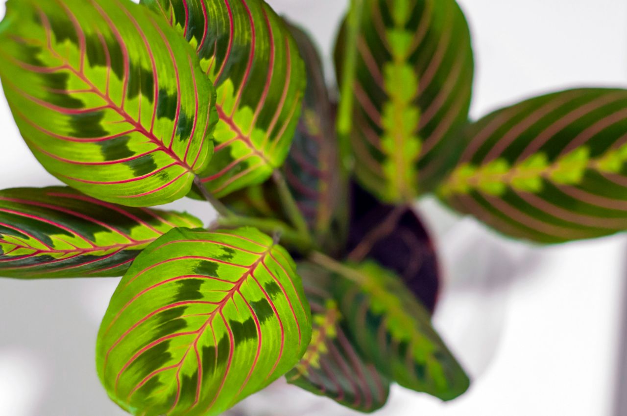 Maranta leuconeura, photo 1