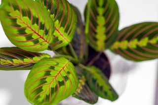 Maranta leuconeura