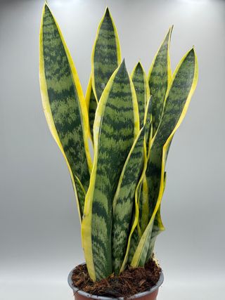 Sansevieria trifasciata