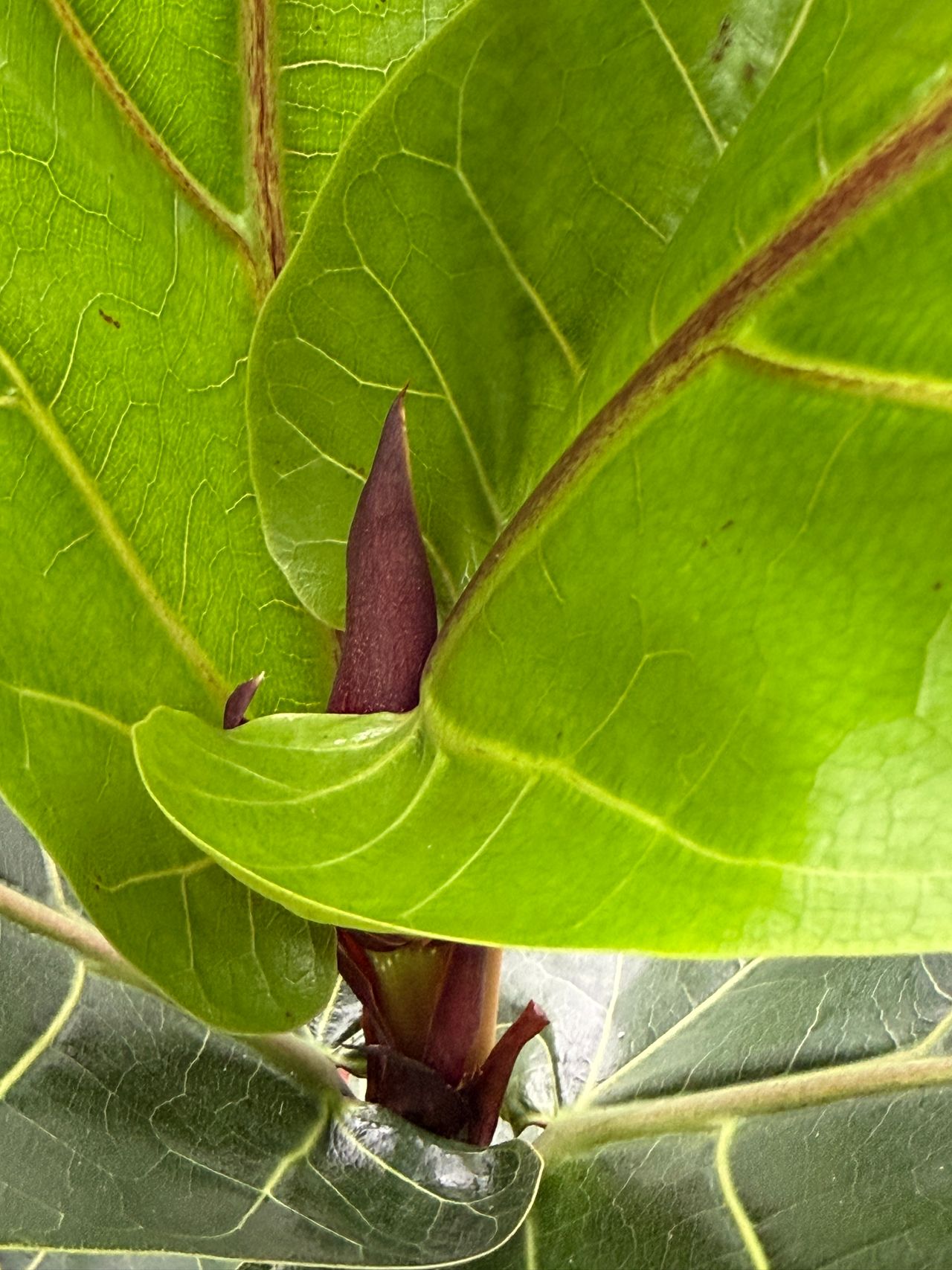 Ficus lyrata, foto 1