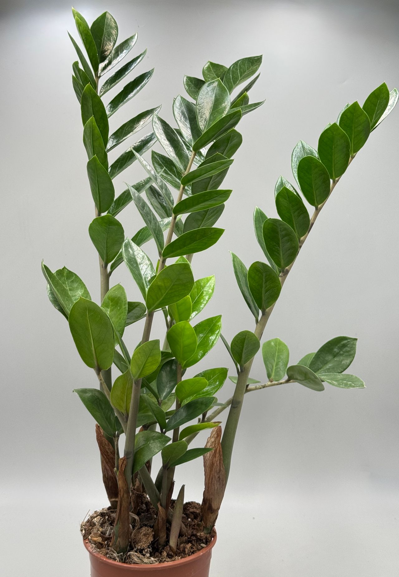 Zamia, foto 1