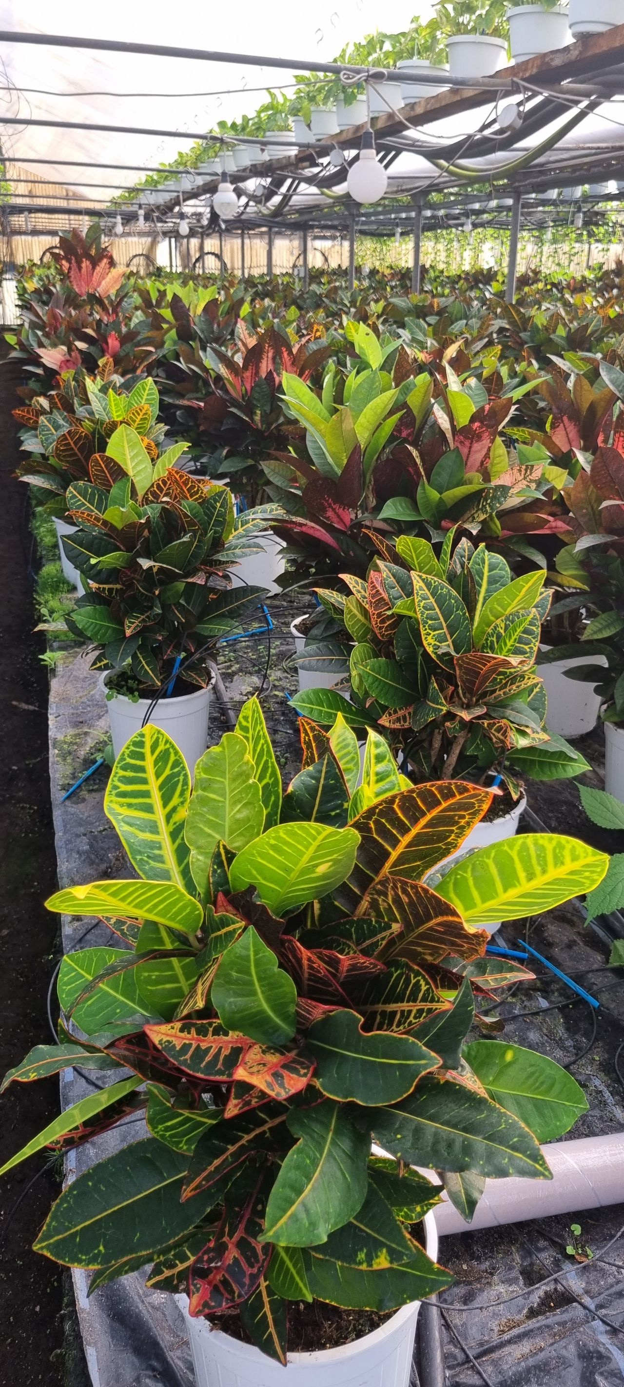 Codiaeum variegatum, fotografia 1