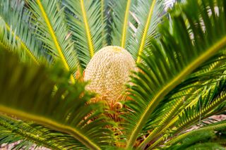 Cycas revoluta