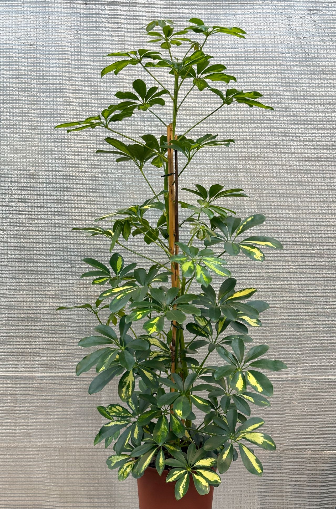Schefflera arboricola, photo 1
