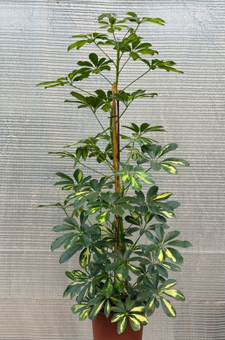 Scefflera Gold Capella