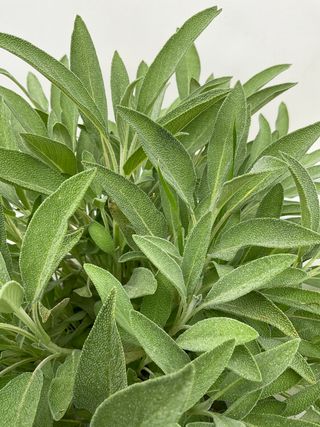 Salvia Forte