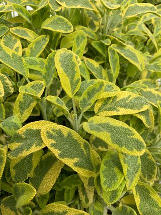 SALVIA VARIEGATA GIALLA - Il faggio