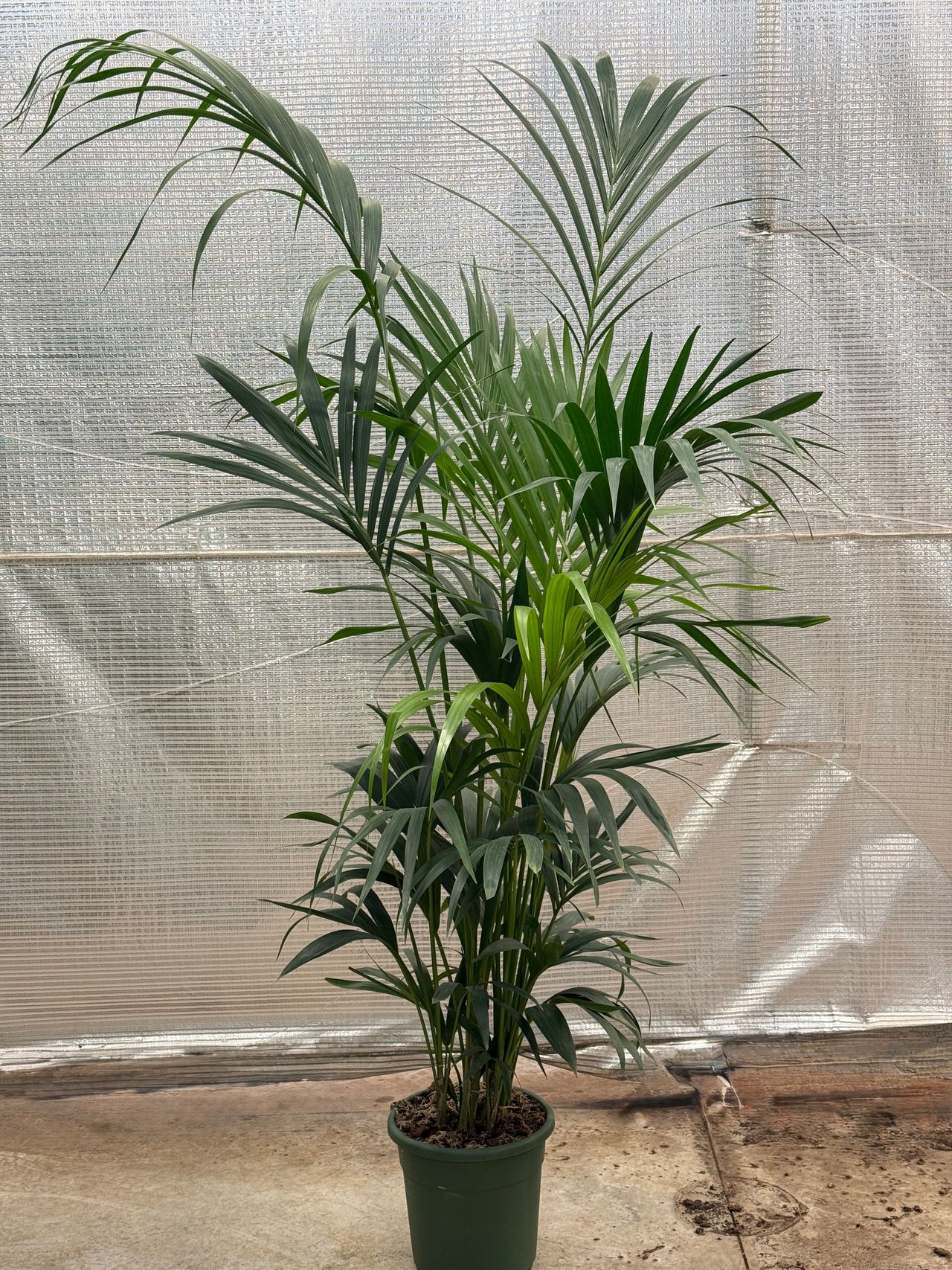 Kentia, photo 1
