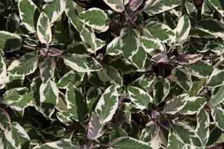 SALVIA TRICOLORE - Il faggio