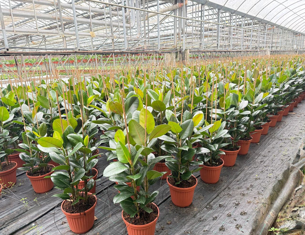Ficus elastica, foto 1