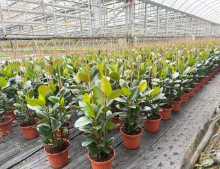 Ficus Elastica Robusta