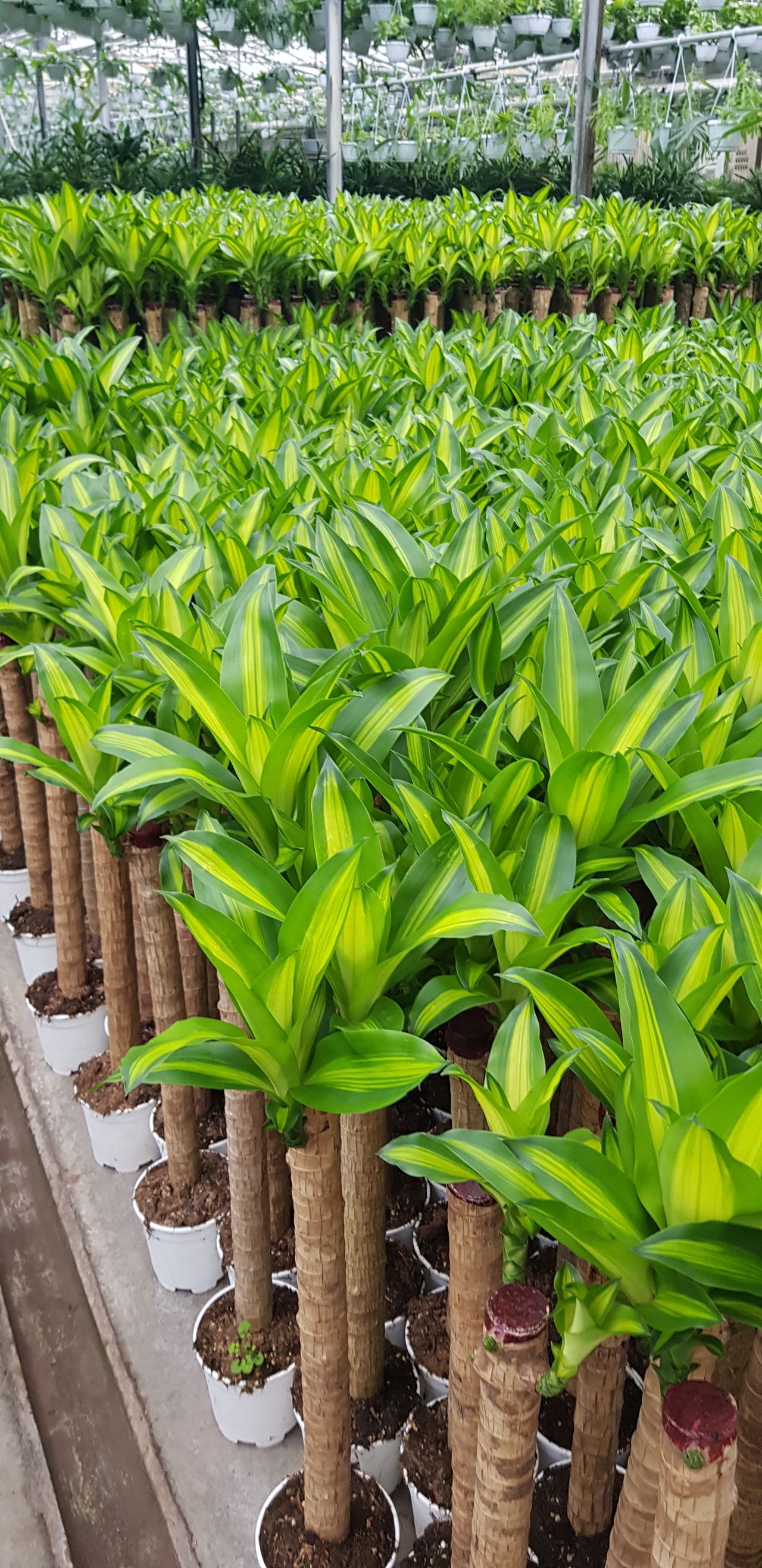 Dracaena fragrans, photo 1
