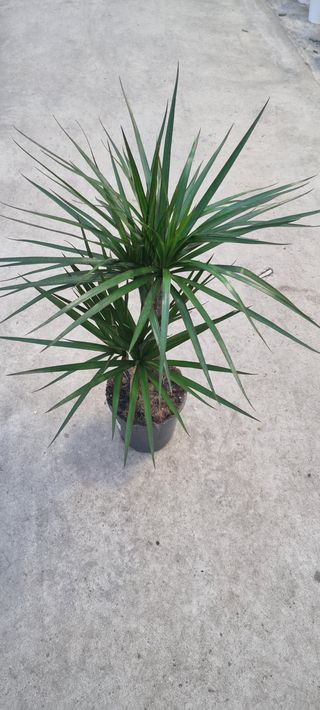 Dracaena Marginata