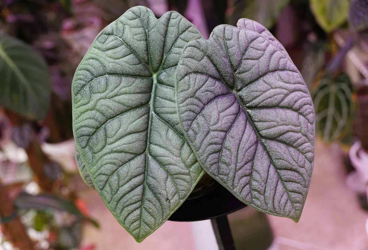 Alocasia Rugosa, fotografia 1