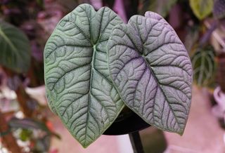 Alocasia rugosa