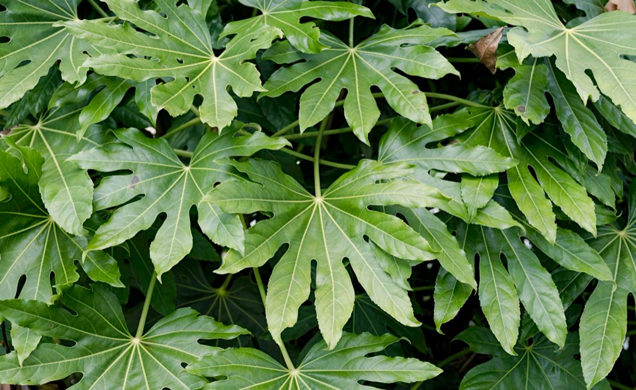 Fatsia japonica, fotografia 1