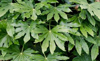 Fatsia japonica