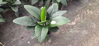 Spathiphyllum Sensation