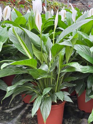 Spathiphyllum wallisii