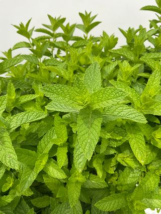 Mentha x piperita