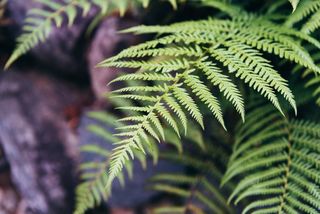 Dryopteris affinis