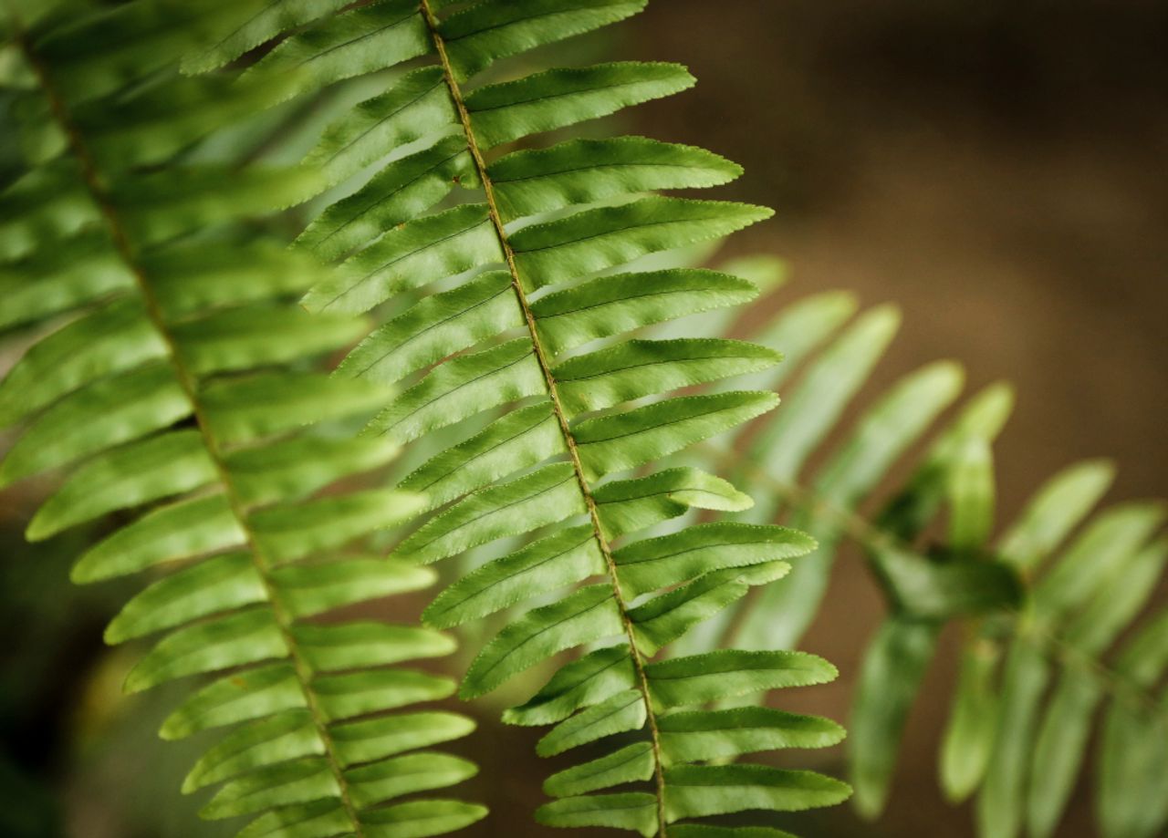 Osmunda regalis, foto 1