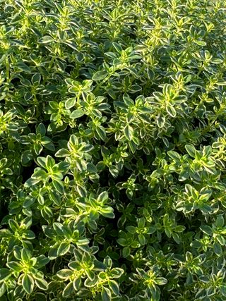 Timo Limone Variegato