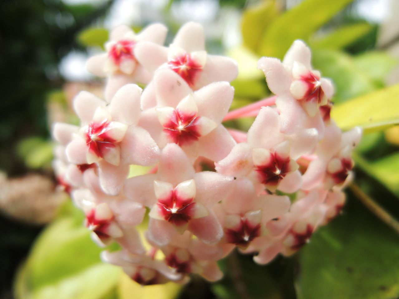 Hoya carnosa, foto 1