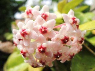 Hoya Carnosa Tricolor