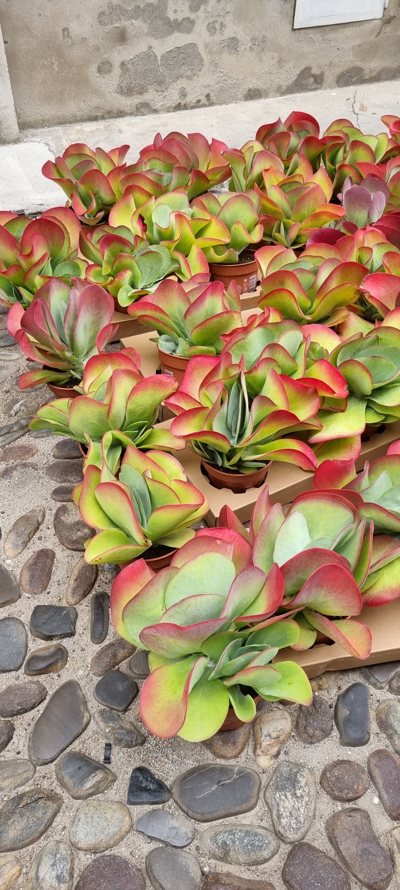 Kalanchoe thyrsiflora, foto 1