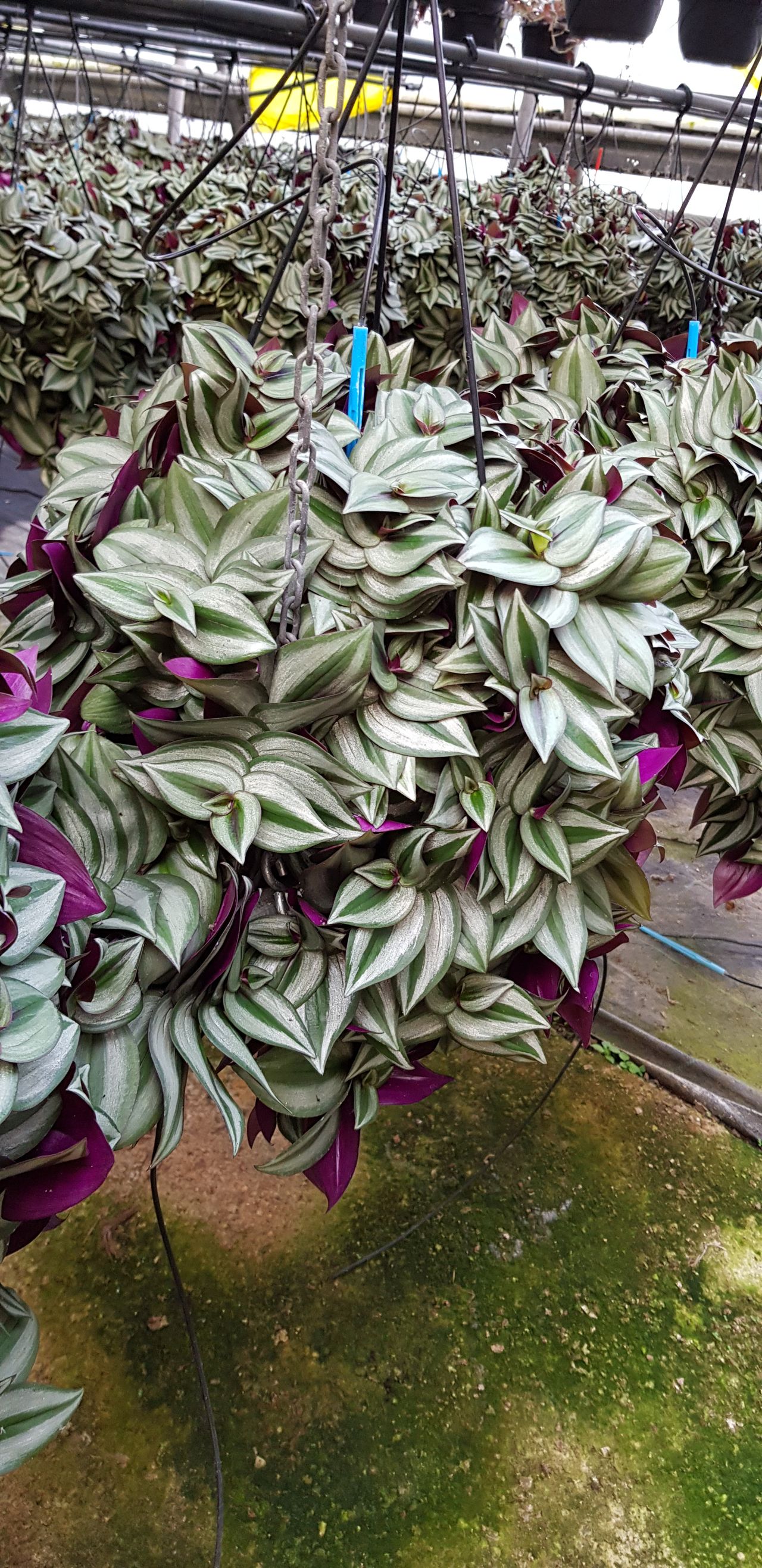 Tradescantia Zebrina, fotografia 1