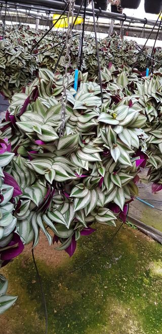 Tradescantia zebrina