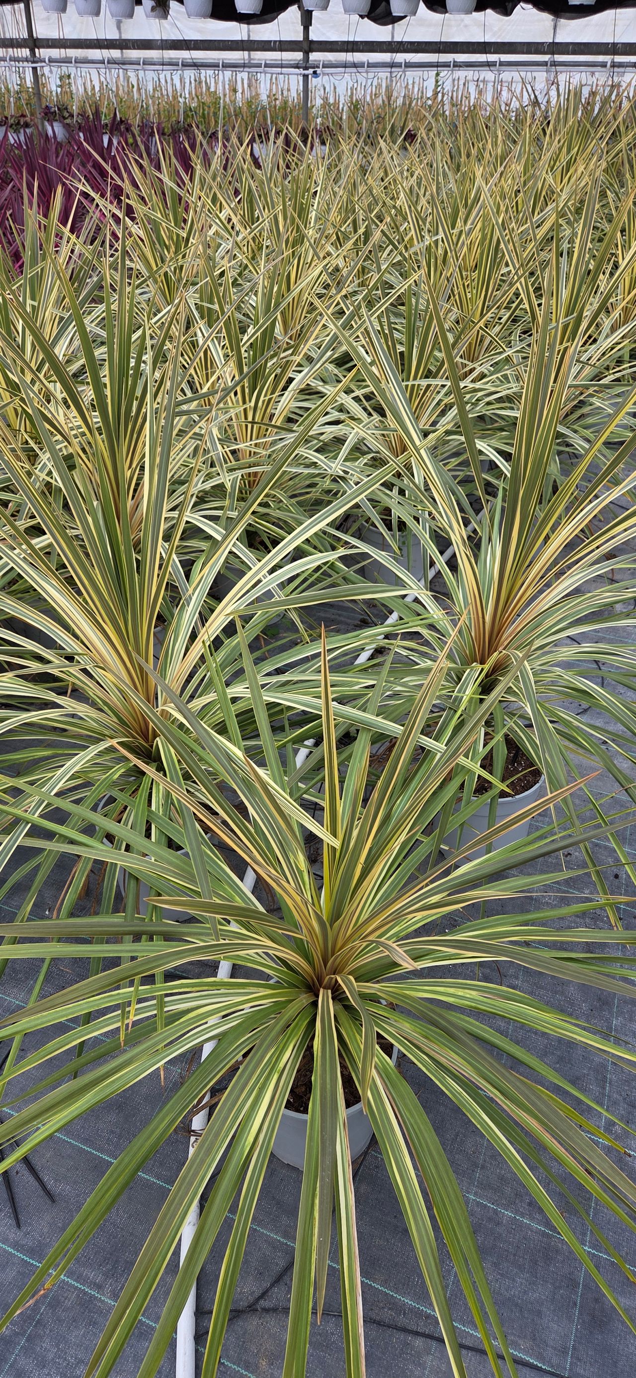 Cordyline Australis, foto 1