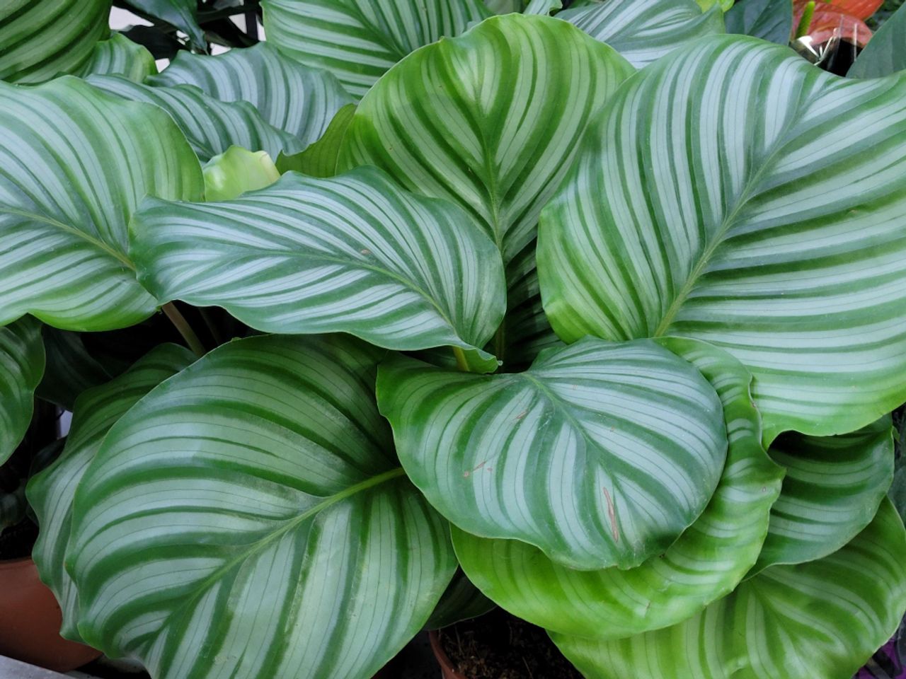 Calathea orbifolia, fotografia 1
