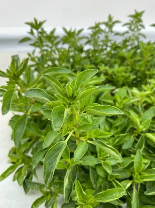 Origanum vulgare