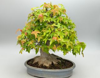 Acer buergerianum