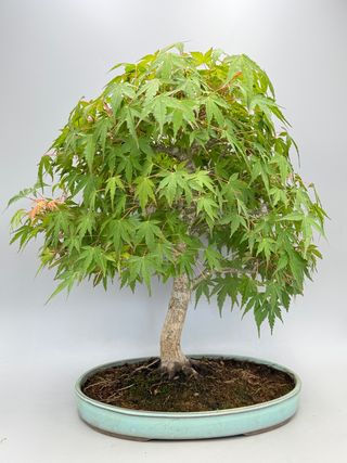 Acero Palmato