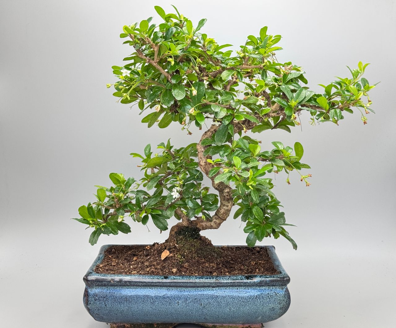 Carmona microphylla, photo 1