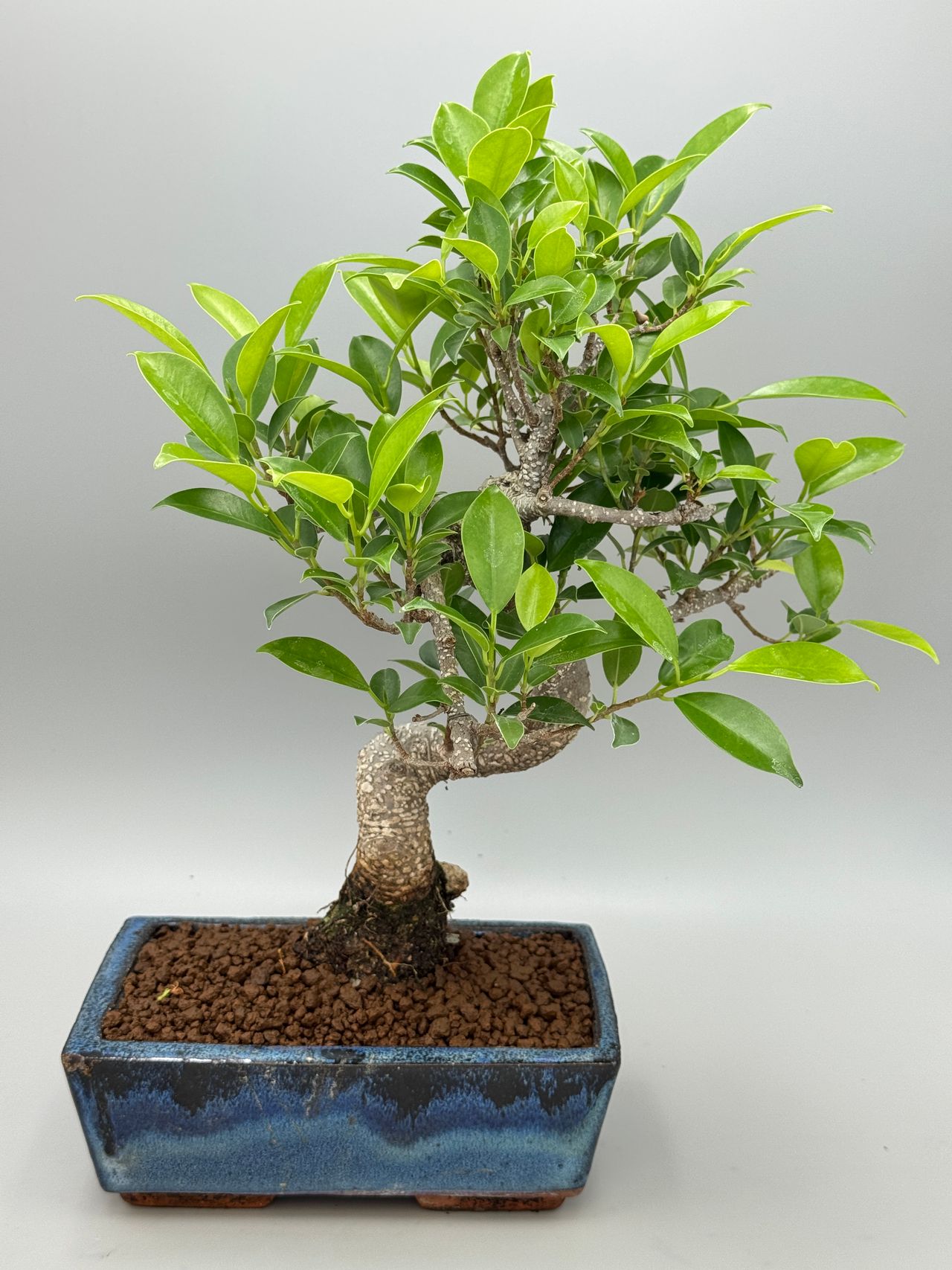 Ficus retusa, foto 1