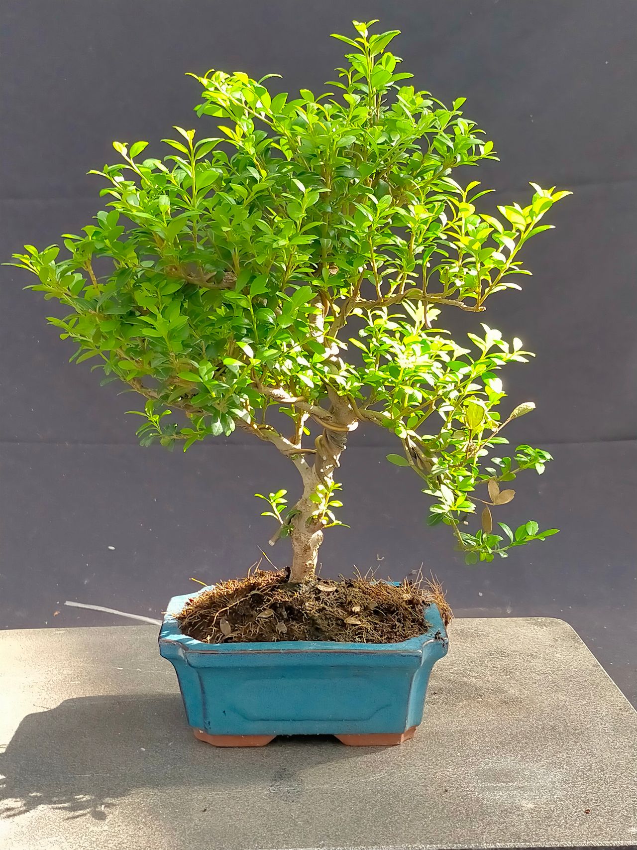 Ilex crenata, photo 1