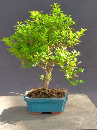 Ilex Crenata