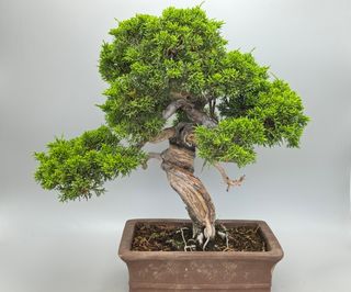 JUNIPERUS chinensis