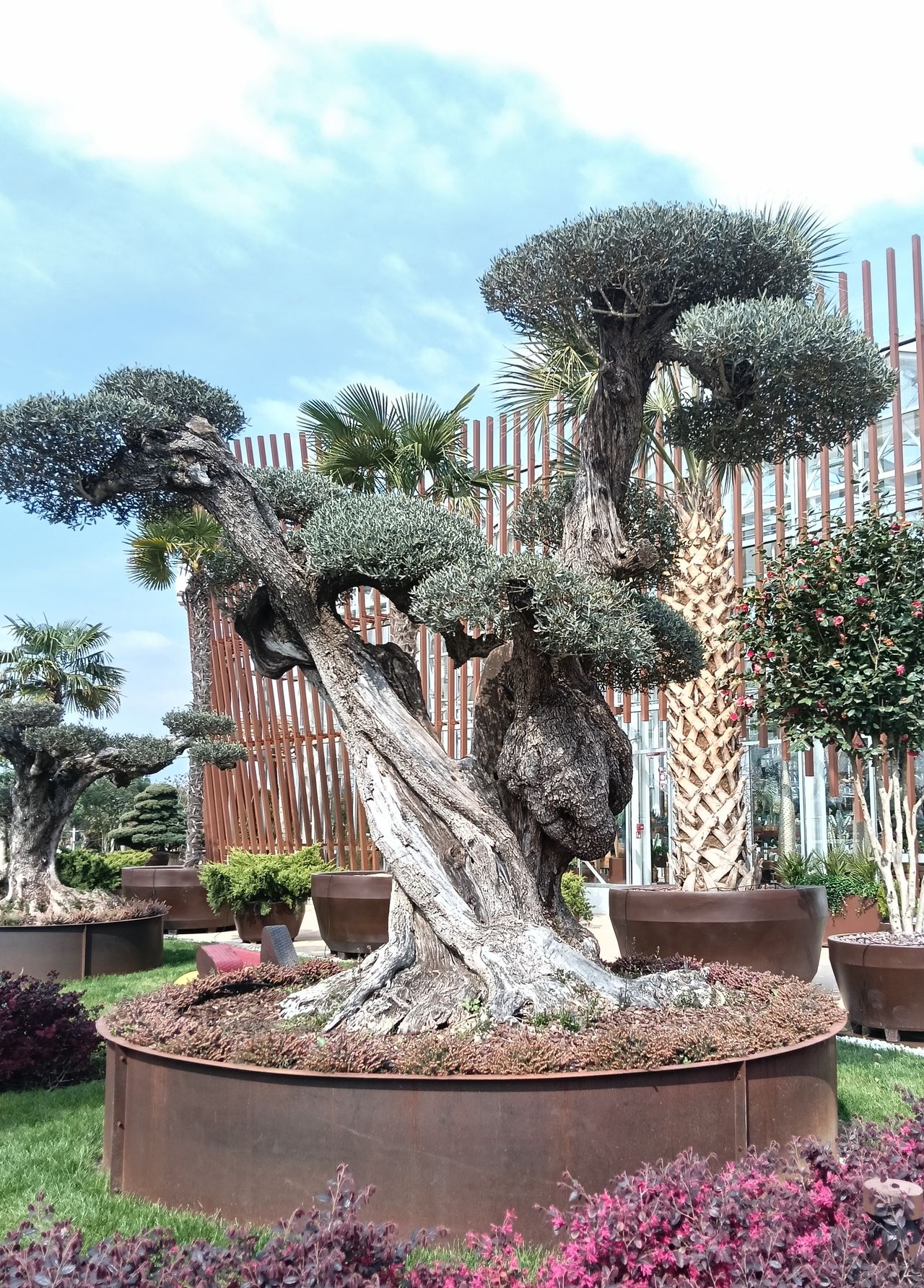 Olea europaea sylvestris, photo 1