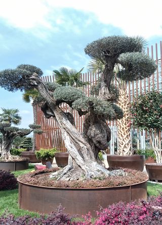 Olea europaea sylvestris