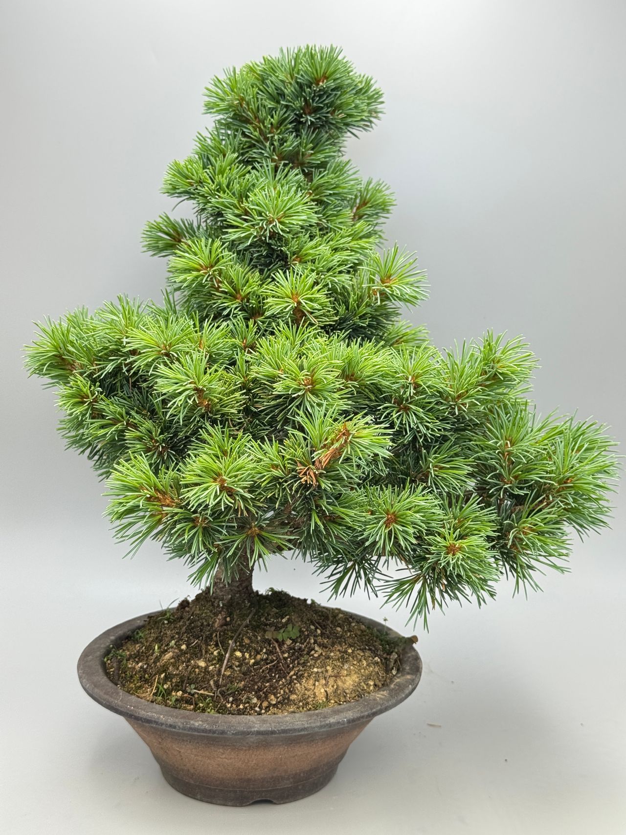 Pinus Pentaphylla, fotografia 1