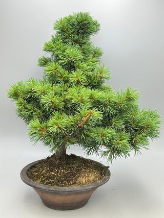 Pinus parviflora